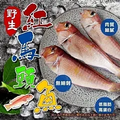 南陽現貨 🌈野生紅馬頭魚