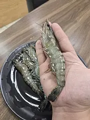特大盒飯店專用重磅海草蝦（12p/盒）