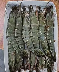 最新到櫃重磅黑虎蝦（12P／淨重350g／盒）