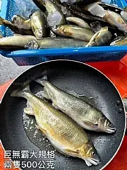 南陽現貨 宜蘭爆卵母香魚(特大)2尾/淨重500g