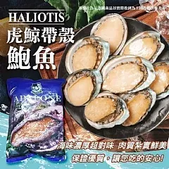 南陽現貨 ✨🦈虎鯨帶殼鮑魚XL✨