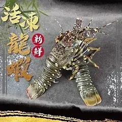 葉門生凍龍蝦